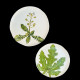 Dinner plate spruce