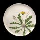 Dinner plate Dandelion