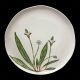 Dinner plate Plantago