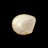 Coquillage rond sur pied