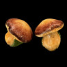 Majolica mushrooms big size salt & pepper shaker set 