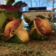 S/P Champignons grand modèle