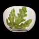 Saladier plantes comestibles
