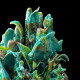 Bougeoir hippocampe poisson turquoise