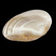 Large oval shell on stands 28cm