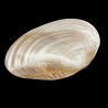 Large oval shell on stands 28cm