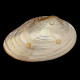 Large oval shell on stands 28cm