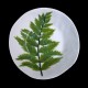 Fern - desert plate D 23cm