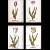 Verre à eau collection Tulipmania