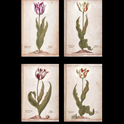 Verre à eau collection Tulipmania