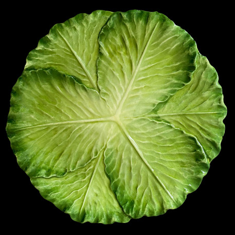 Majolica cabbage dinner plate