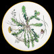 Vegetables Soup Plate Creil & Montereau 19th century