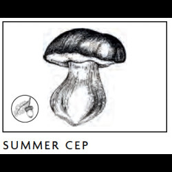 Verre tumbler en cristal Mushrooms