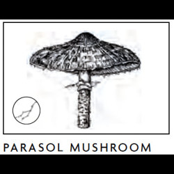 Verre tumbler en cristal Mushrooms