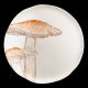 Dinner plate parasol mushroom