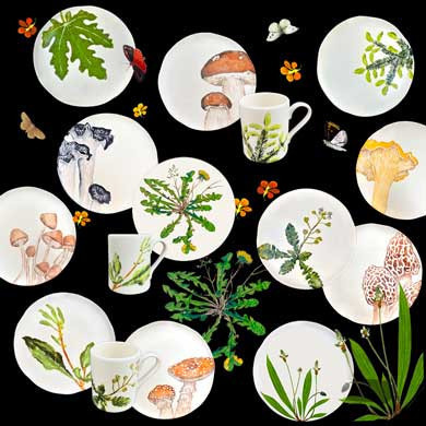 Collection champignons et plantes comestibles